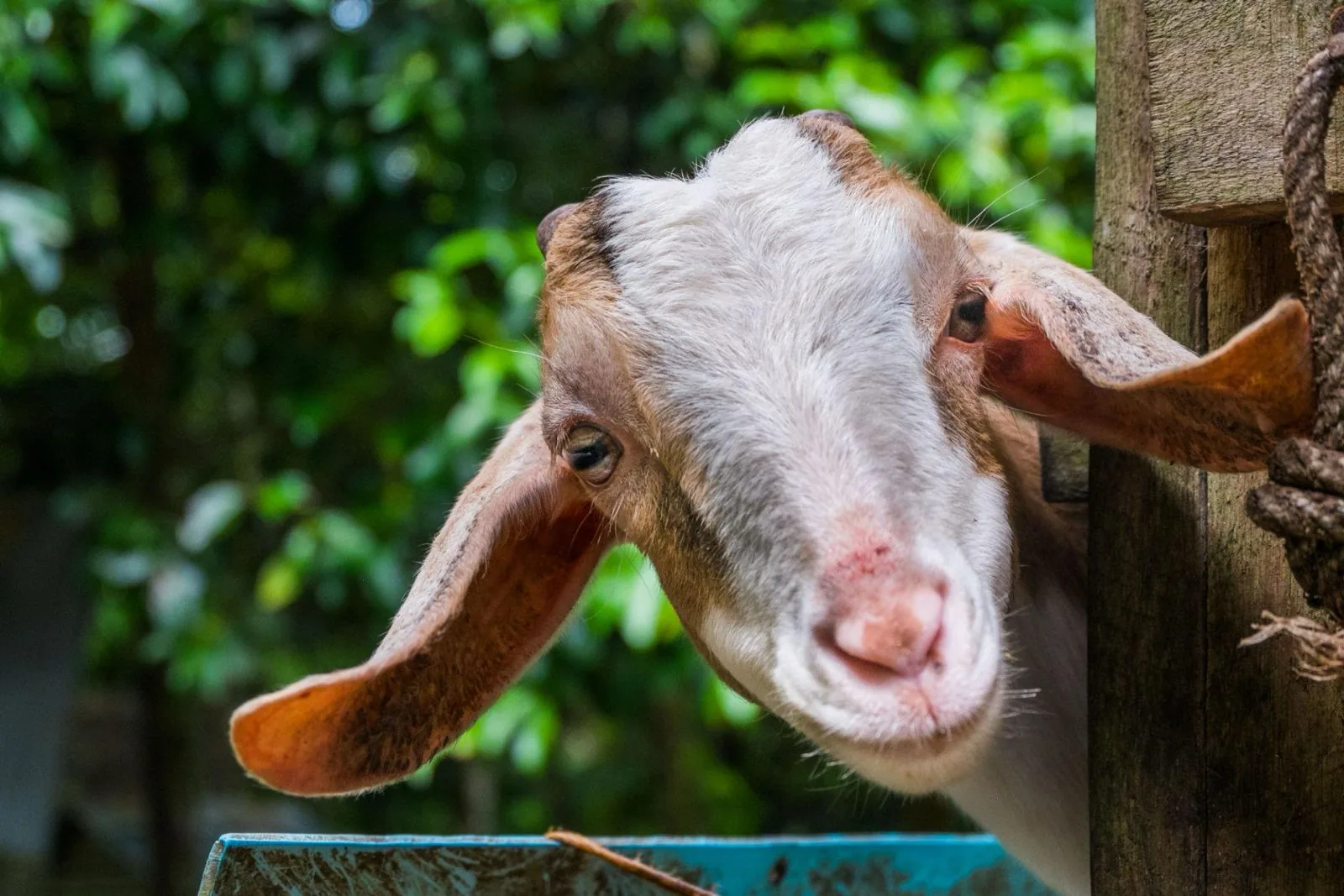 Hewan qurban di kandang bersih Qurban Kariem Tangerang